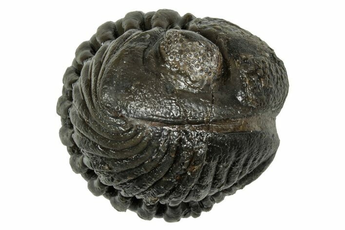 Wide, Enrolled Pedinopariops Trilobite - Mrakib, Morocco #347752